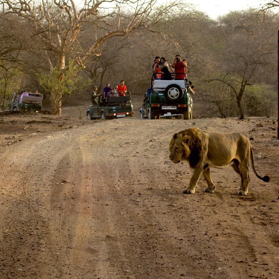 Asiatic Lion Lodge *