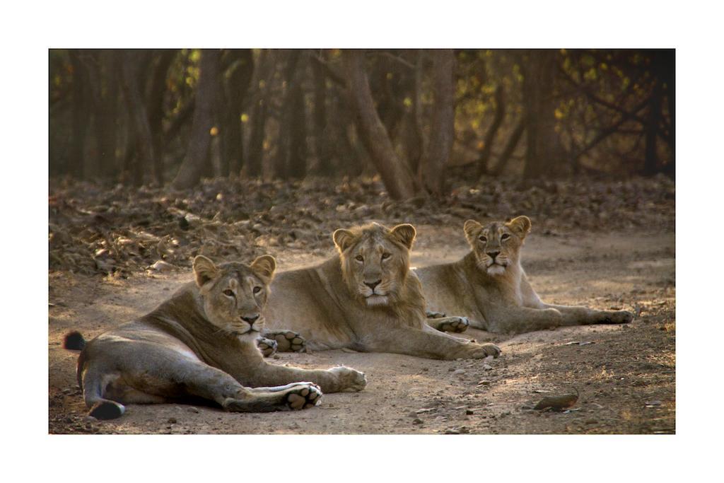 Asiatic Lion * Sasan Gir